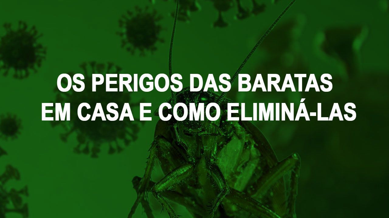 Os Perigos Das Baratas Em Casa E Como Elimin Las Verum Sa De Ambiental