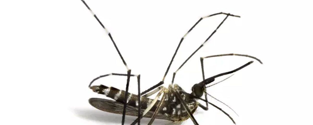 Como matar mosquitos: O que funciona e o que não funciona