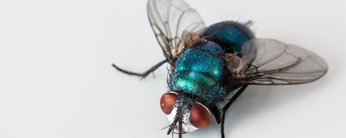 Doenças causadas por moscas