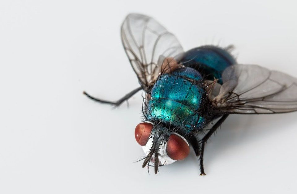 Doenças causadas por moscas