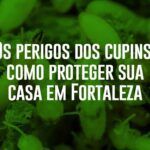 os perigos dos cupins como proteger sua casa em Fortaleza