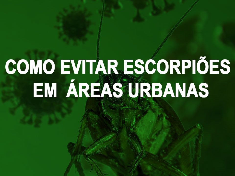 Como evitar escorpioes em areas urbanas